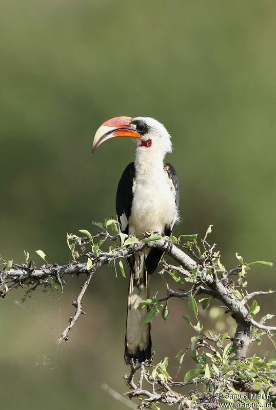 Von der Decken's Hornbill male adult