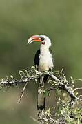 Von der Decken's Hornbill