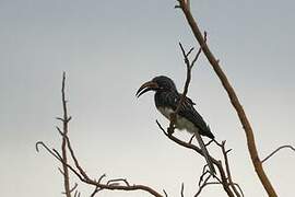 Hemprich's Hornbill