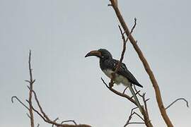 Hemprich's Hornbill