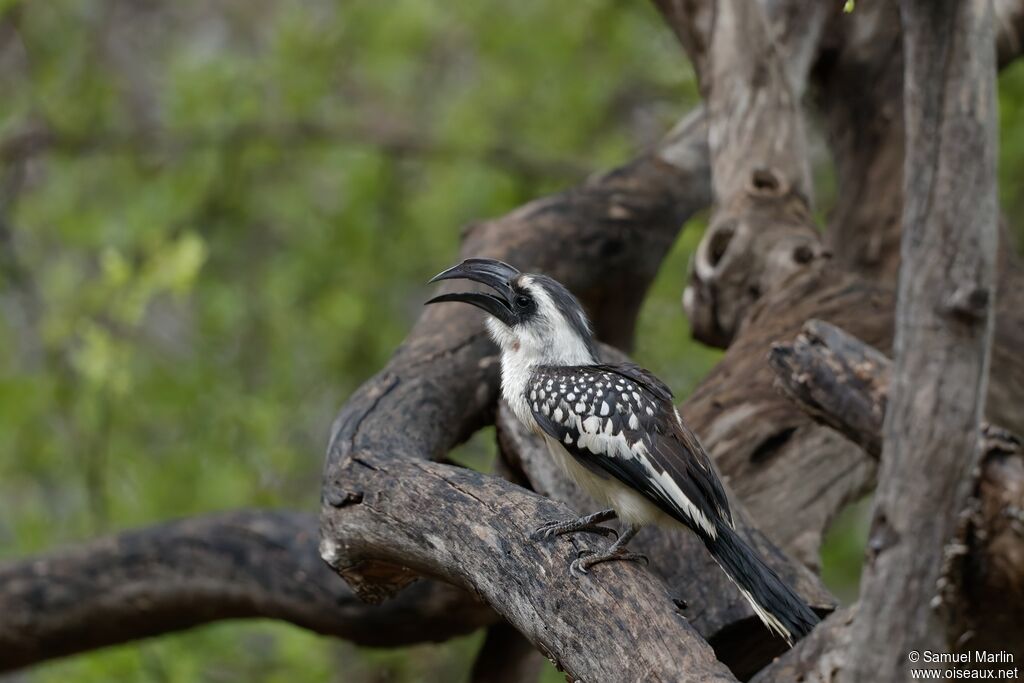 Jackson's Hornbill female adult