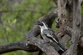 Jackson's Hornbill