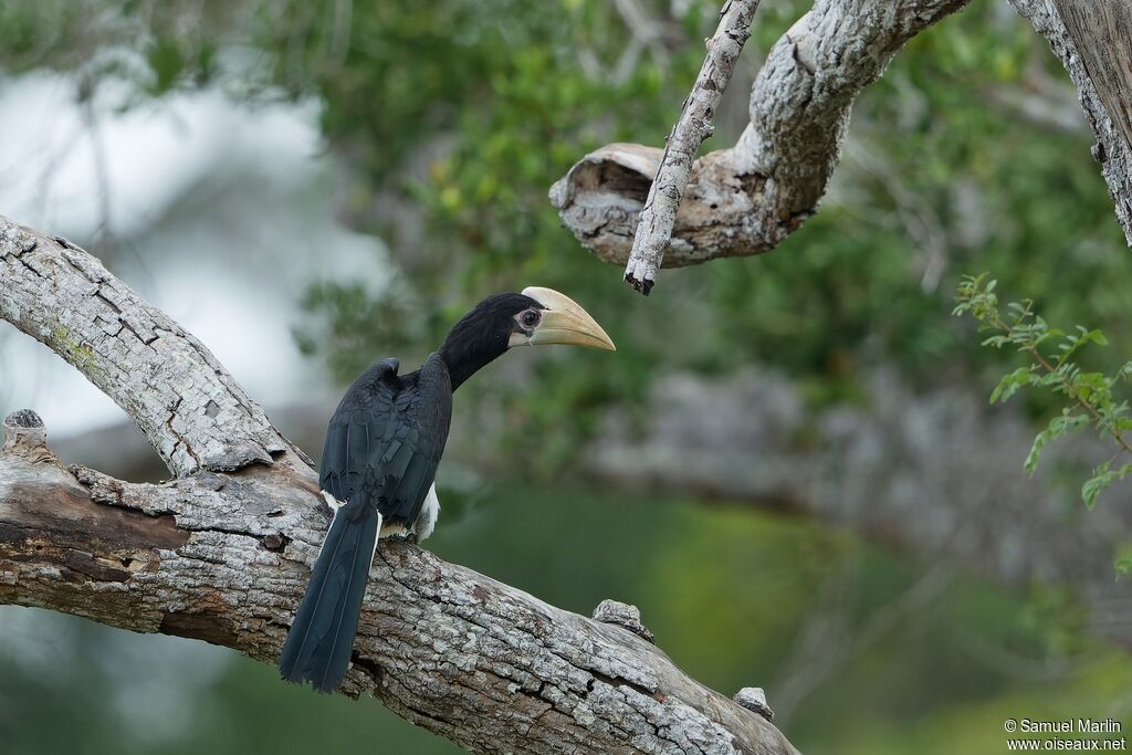 Malabar Pied Hornbillsubadult