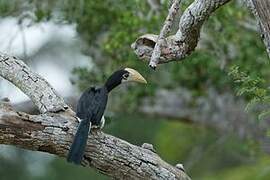 Malabar Pied Hornbill