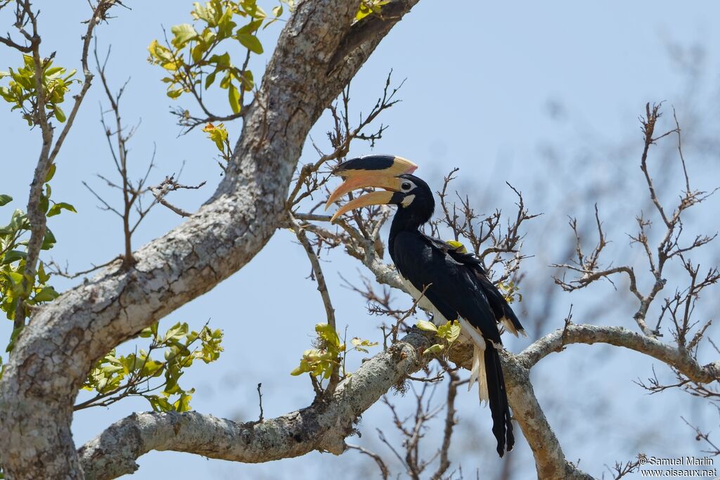 Malabar Pied Hornbill female adult