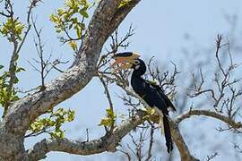 Malabar Pied Hornbill