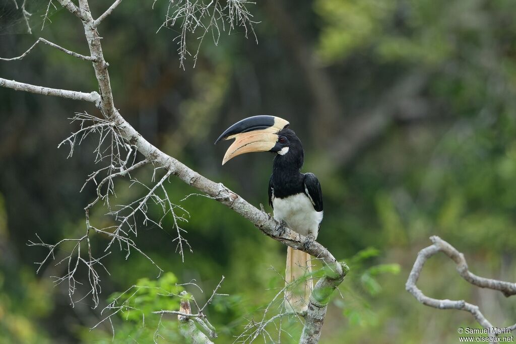 Malabar Pied Hornbill male adult