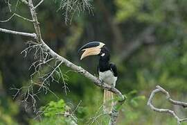 Malabar Pied Hornbill