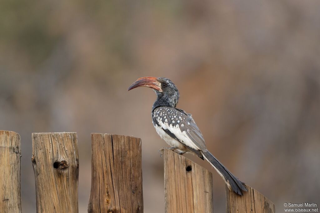 Monteiro's Hornbilladult