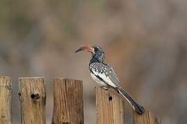 Monteiro's Hornbill