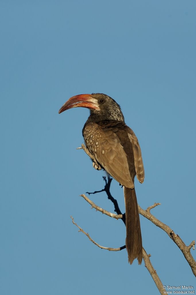 Monteiro's Hornbilladult