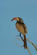 Monteiro's Hornbill