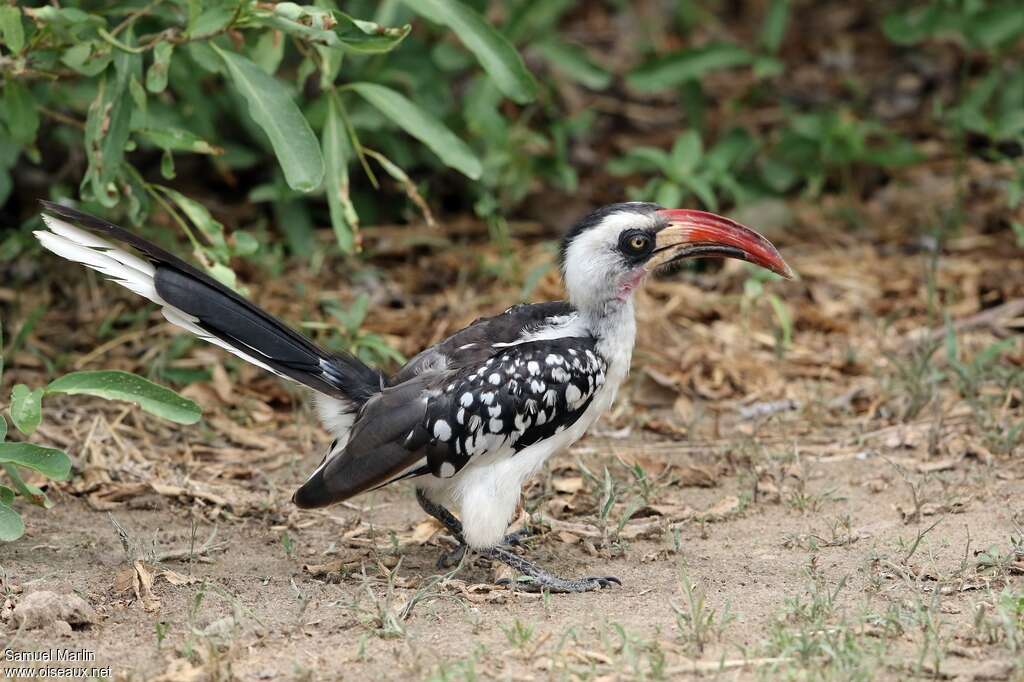 Calao de Tanzanie mâle adulte, identification