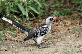 Tanzanian Red-billed Hornbill