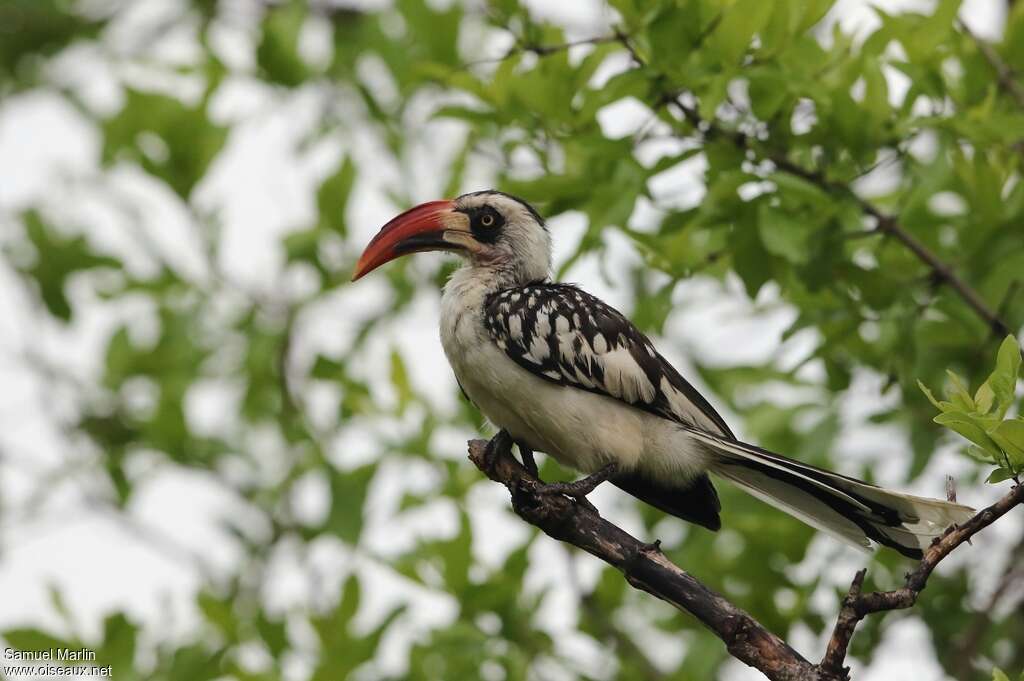 Tanzanian Red-billed Hornbill male adult