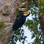 Wreathed Hornbill