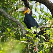 Wreathed Hornbill