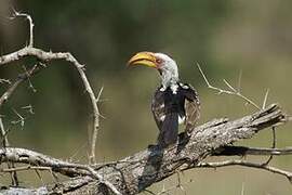 Southern Yellow-billed Hornbill