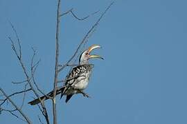 Southern Yellow-billed Hornbill