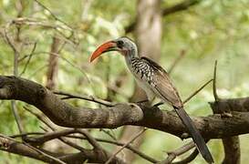 Western Red-billed Hornbill