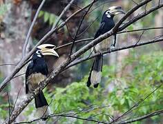 Oriental Pied Hornbill