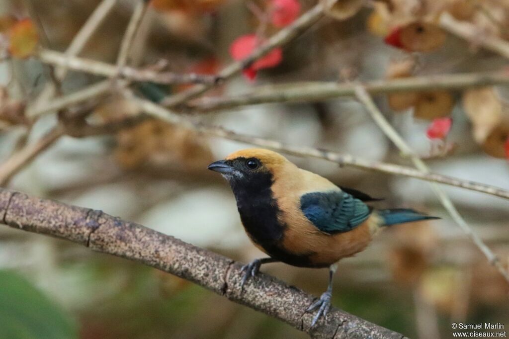 Burnished-buff Tanager