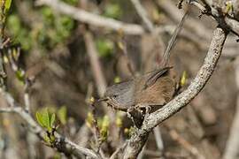 Wrentit