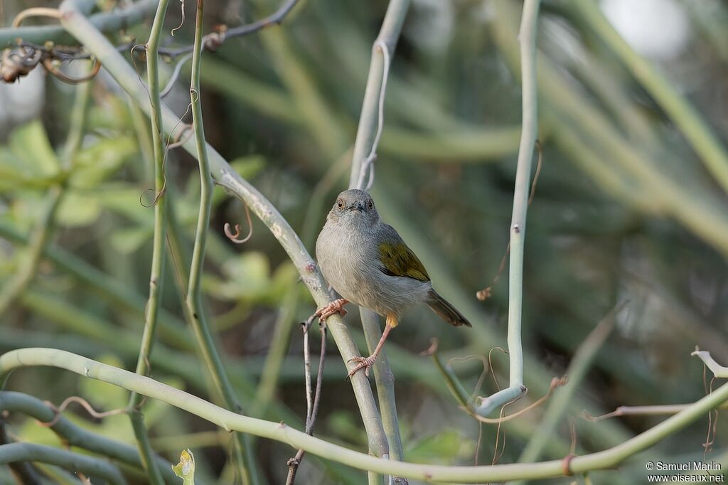 Grey-backed Camaropteraadult