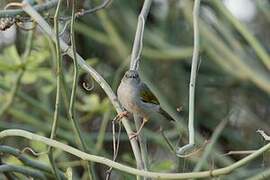 Grey-backed Camaroptera