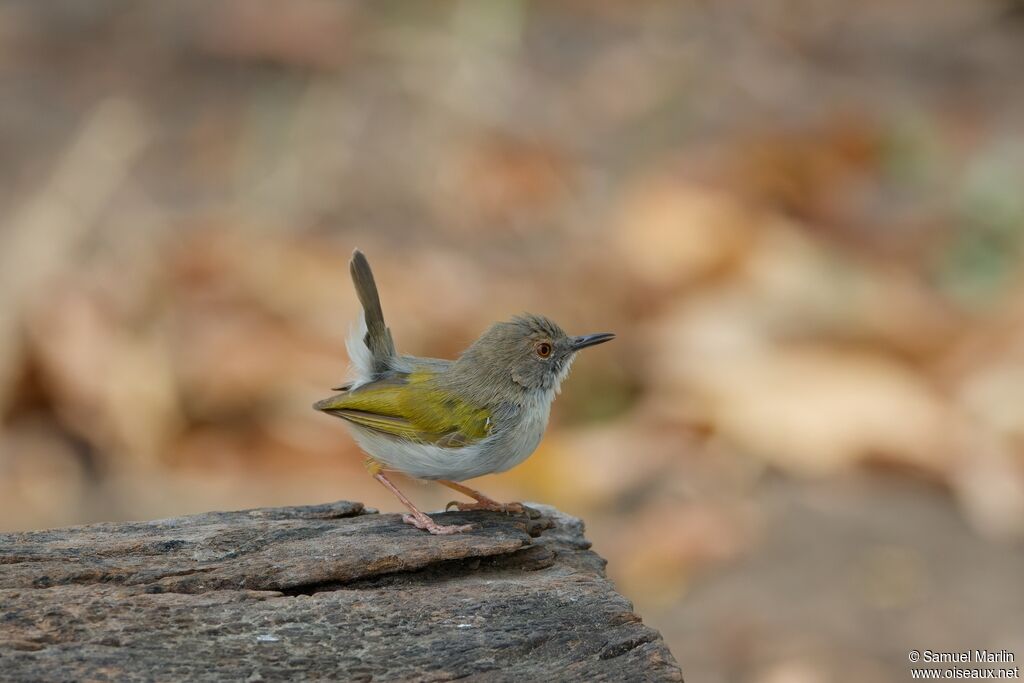 Grey-backed Camaropteraadult