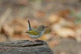 Grey-backed Camaroptera