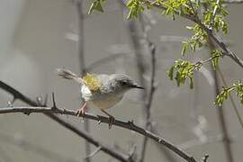 Green-backed Camaroptera