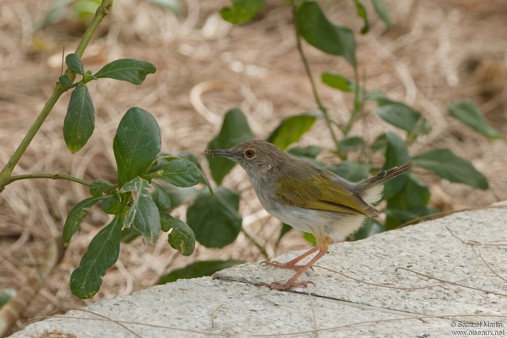 Green-backed Camaropteraadult