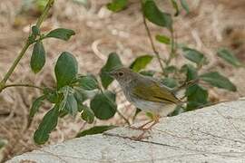 Green-backed Camaroptera