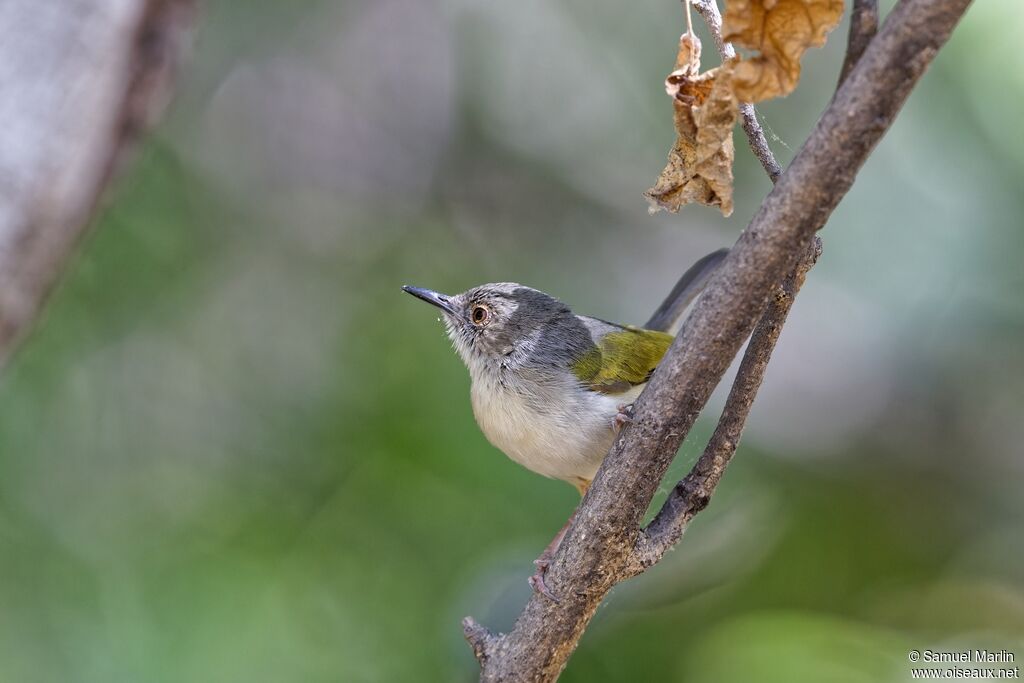 Green-backed Camaropteraadult