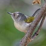 Camaroptère à tête grise