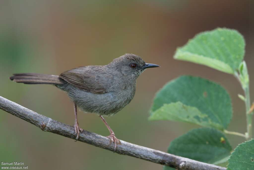 Camaroptère modesteadulte, identification