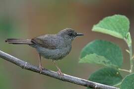 Grey Wren-Warbler