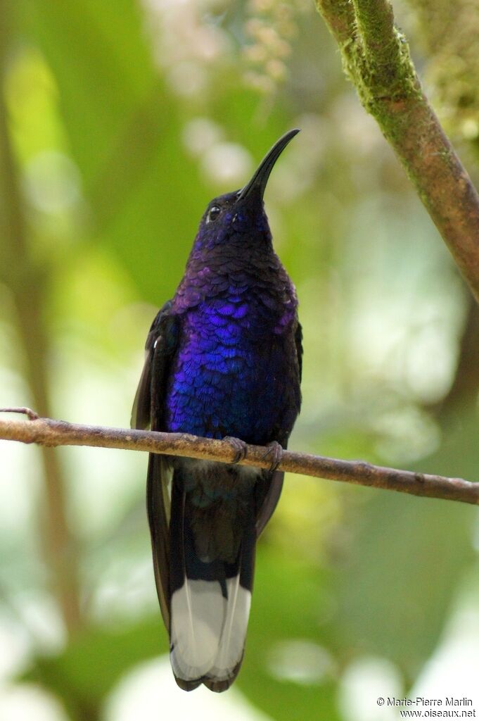 Campyloptère violet mâle adulte