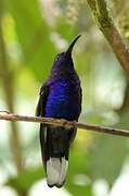 Violet Sabrewing