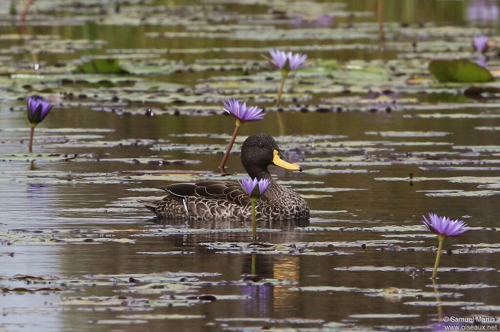 Canard à bec jauneadulte