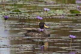 Yellow-billed Duck