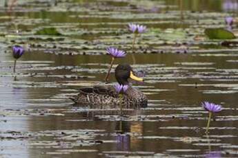 Canard à bec jaune