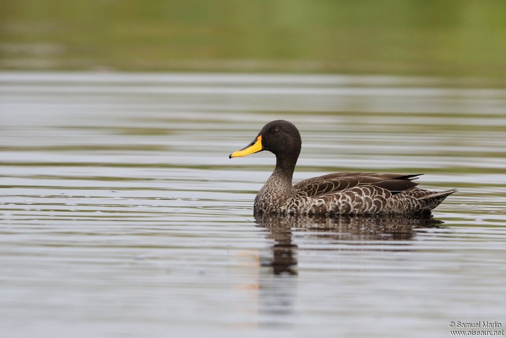 Yellow-billed Duckadult