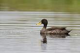 Canard à bec jaune