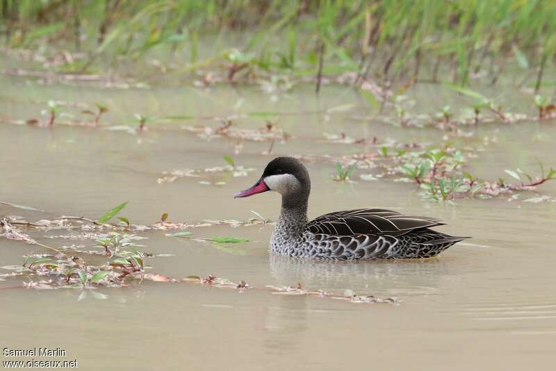 Red-billed Teal, swimming