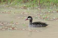 Canard à bec rouge