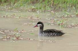 Red-billed Teal