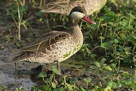 Red-billed Teal