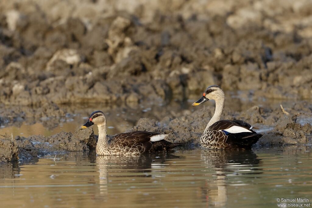 Canard à bec tachetéadulte